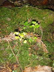Chrysosplenium glechomifolium