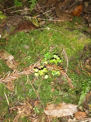 Chrysosplenium glechomifolium