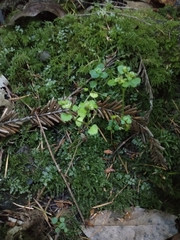 Chrysosplenium glechomifolium