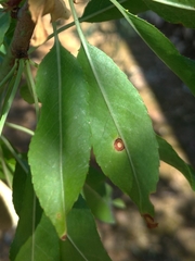 Wilsonomyces carpophilus