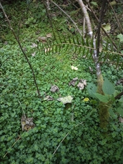 Chrysosplenium glechomifolium