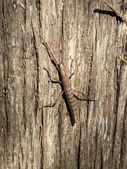 Anisomorpha ferruginea