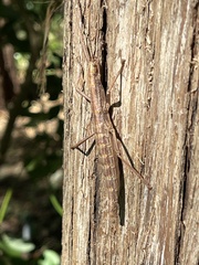 Anisomorpha ferruginea