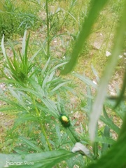 Chrysolina graminis