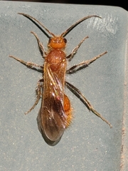 Sphaeropthalma unicolor