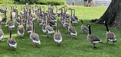 Branta canadensis
