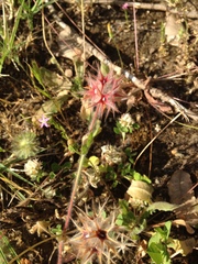 Trifolium stellatum