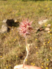 Trifolium stellatum