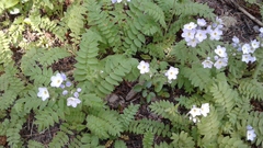 Polemonium pulcherrimum delicatum