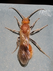 Sphaeropthalma unicolor