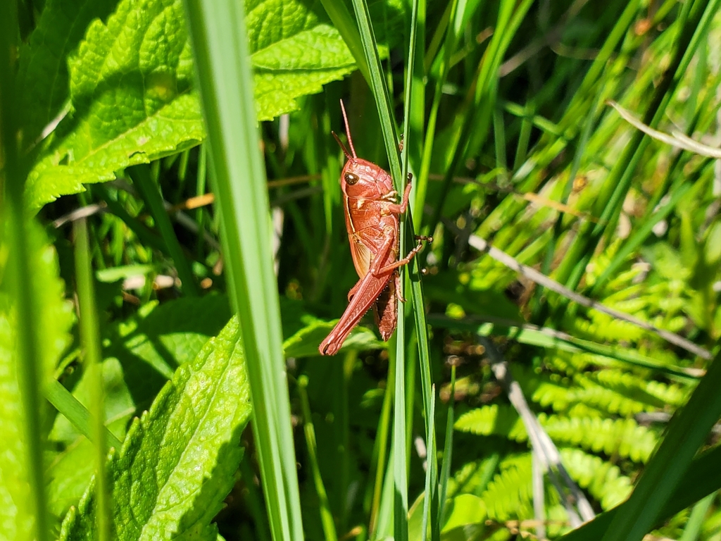 Graceful Sedge Grasshopper In June 2022 By Katie Kucera INaturalist   Large 