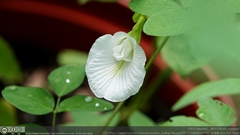 Clitoria ternatea albiflora