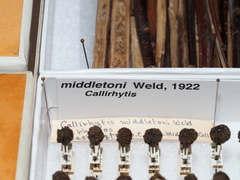 Callirhytis middletoni