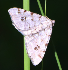 Macaria sexmaculata