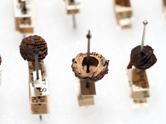 Callirhytis middletoni