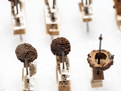 Callirhytis middletoni