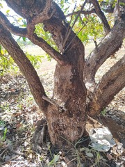 Qualea