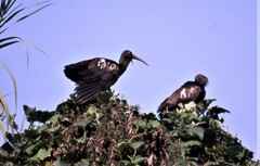 Bostrychia carunculata