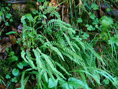 Asplenium viride image