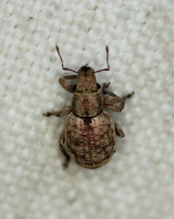 Strophosoma capitatum