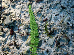 Asplenium viride image