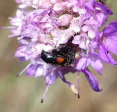 Divales bipustulatus