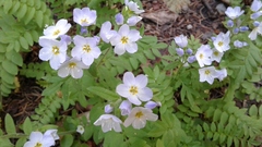 Polemonium pulcherrimum delicatum