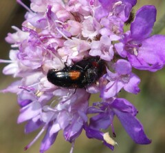 Divales bipustulatus