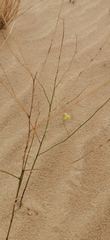 Linaria odora
