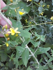 Hypericum hirsutum