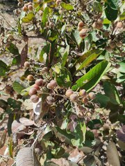Davilla elliptica