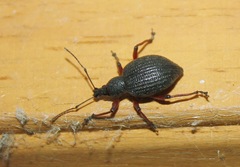 Otiorhynchus pyrenaeus