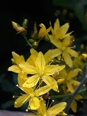 Hypericum hirsutum
