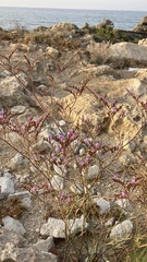 Limonium duriusculum