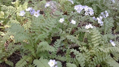 Polemonium pulcherrimum delicatum
