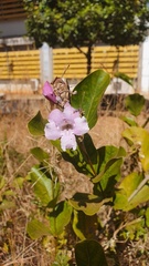 Fridericia platyphylla