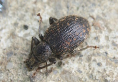 Otiorhynchus aurifer