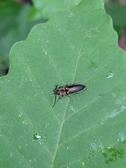 Megapenthes limbalis