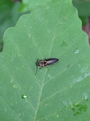 Megapenthes limbalis