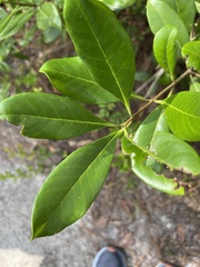 Cartrema