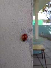 Harmonia axyridis