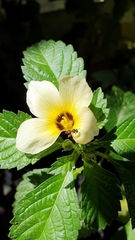 Plebeia droryana