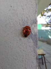 Harmonia axyridis