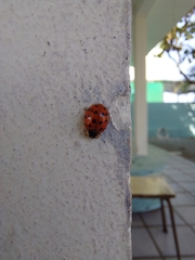 Harmonia axyridis
