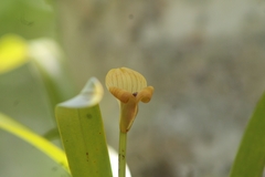 Maxillaria egertoniana