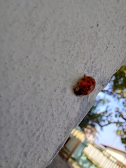 Harmonia axyridis