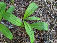 Clintonia uniflora