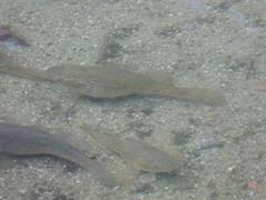 Dormitator latifrons