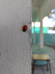 Harmonia axyridis