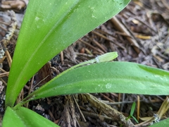 Clintonia uniflora